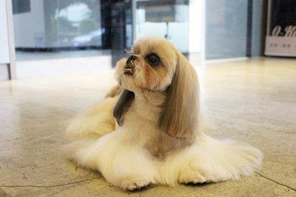 劉旻以OBO為據點送養退役的模特兒犬，這隻西施已經10歲了，仍是很有活力。　江幸芸/攝