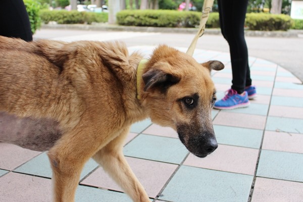 北護元老校犬優漢（圖）曾和搭檔小黑一起驅趕外來犬隻，讓校犬計畫延續至今。　江幸芸/攝