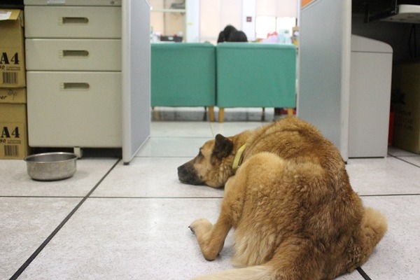 在校園倍受呵護的優漢,知道老師和學生正在努力為牠準備禮物嗎? 江幸芸/攝