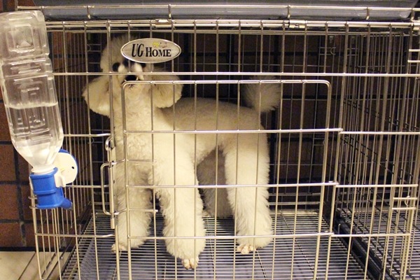 OBO樓上有專門的空間安置待送養的寵物美容學校退役犬。　江幸芸/攝