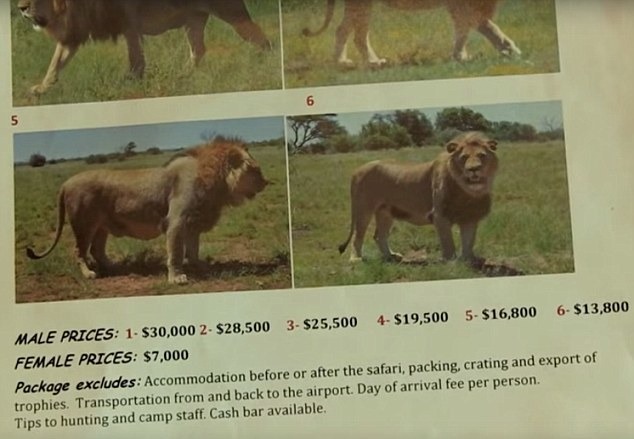 獵場竟為獅子做成「價目表」，供獵者選取。　取自Bloodlions.org