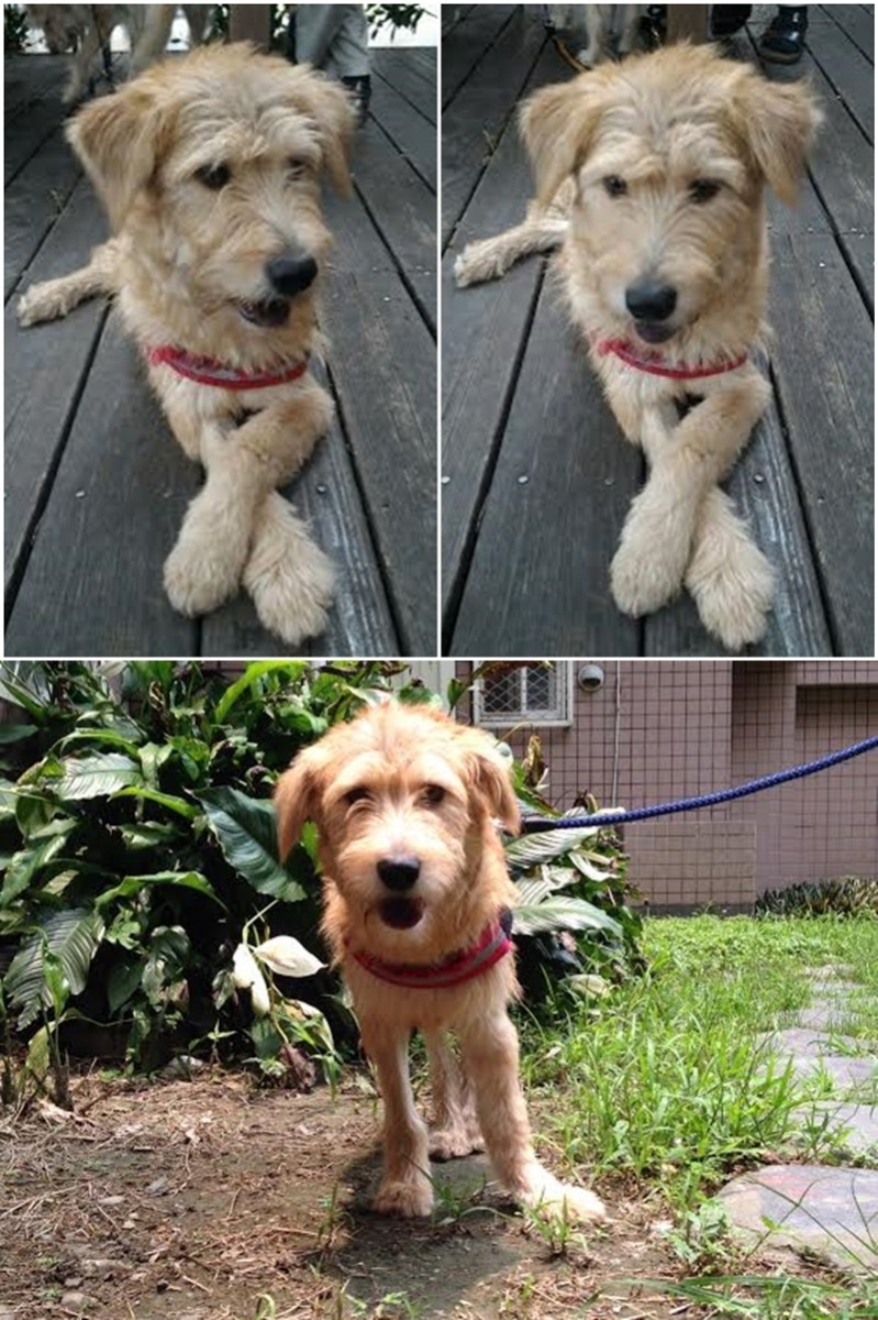 手交叉本來就是淑女的基本配備,不用人教我也會。 林煒盛/提供