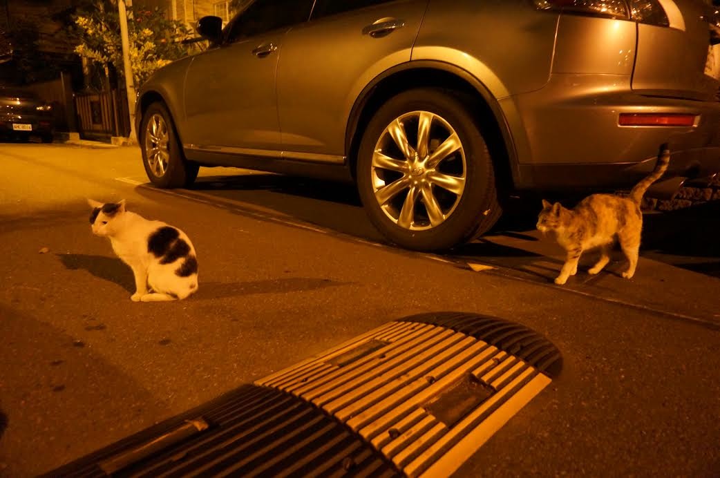 圖為李小姐餵養的街貓小白和小花。其實李小姐居住的社區，有很多愛貓人，不只她在餵養，而社區的保全大哥對貓非常友善，知道她在動物醫院工作後，只要看到貓咪疑似受傷或生病，就會趕緊通報李小姐。　李小姐/提供