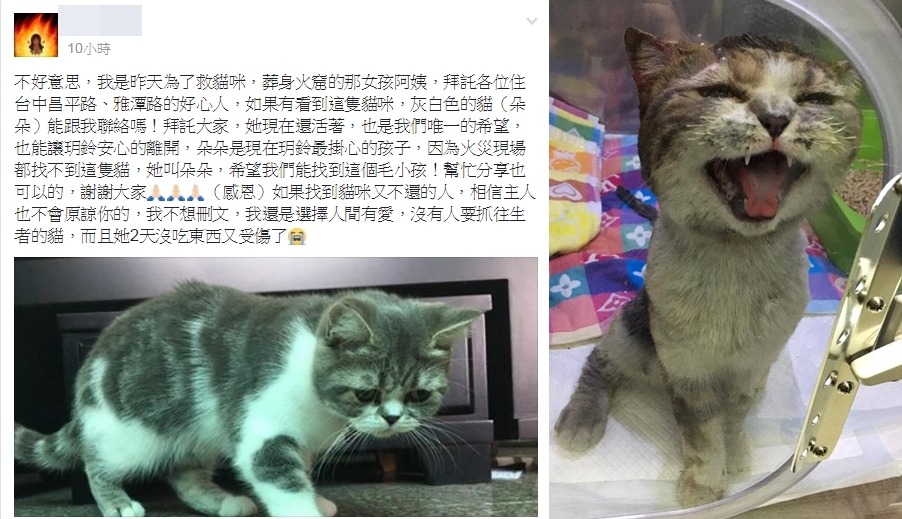 朵朵已經去獸醫院治療。　吳小姐/提供