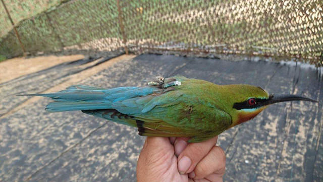 繫有地理追蹤器的栗喉蜂虎。金管處/提供