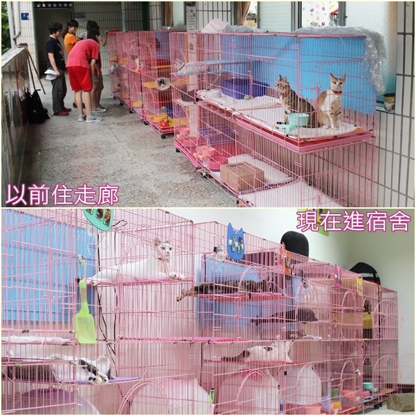 明志國中的貓咪之前住在走廊，現在搬進校長宿舍生活啦！　江幸芸/攝