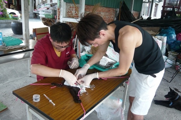 台大–永齡「關懷生命 愛護動物」專案計畫去年共補助1150件犬貓絕育。 台大–永齡「關懷生命 愛護動物」專案計畫/提供