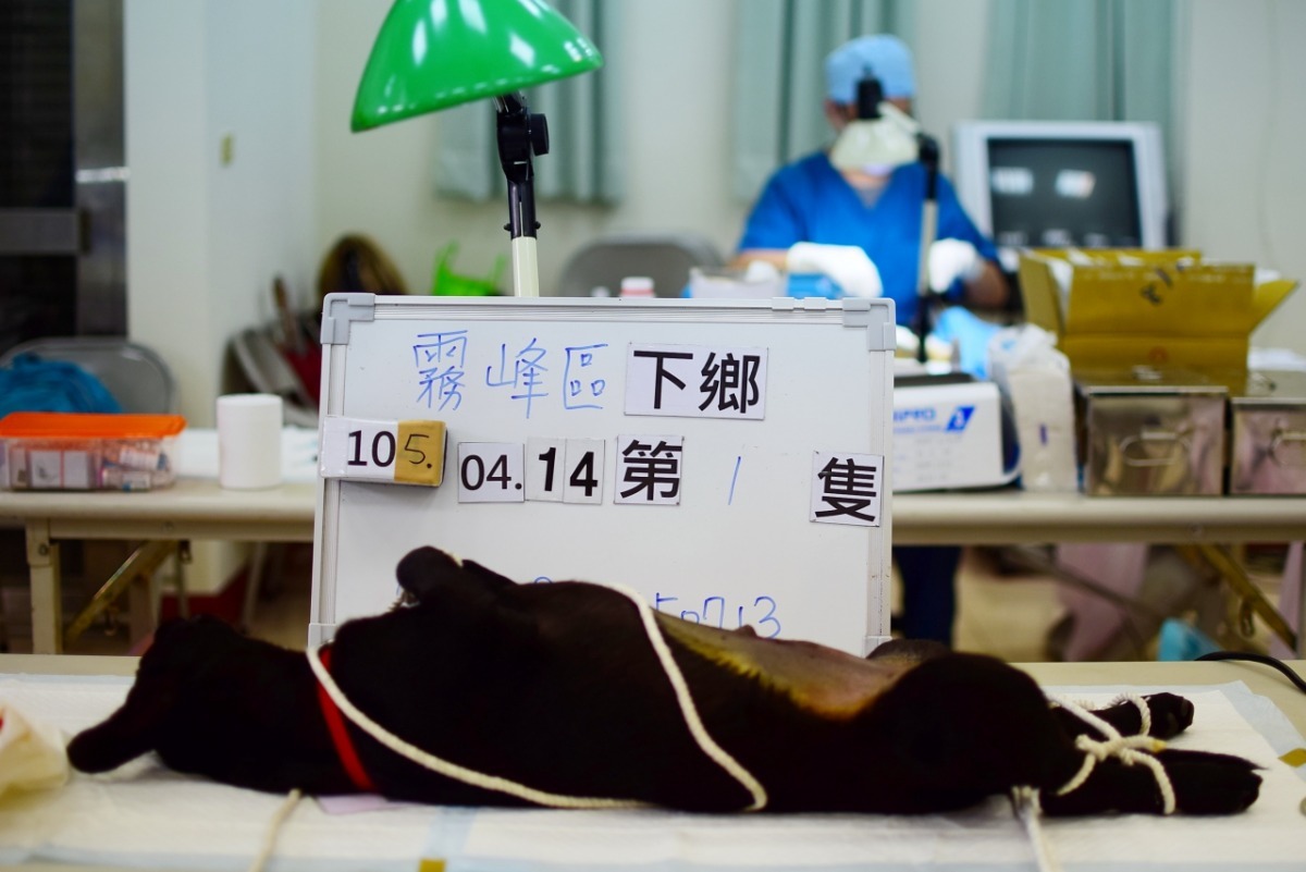 台灣之心愛護動物協會14日到台中霧峰下鄉絕育。  江幸芸/攝