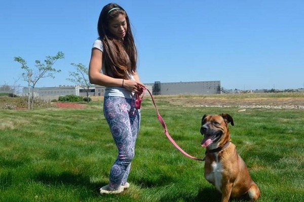 從火災死裡逃生的布里奇特,日前再度躲開安樂死,由動保團體安置。 取自The Modesto Bee