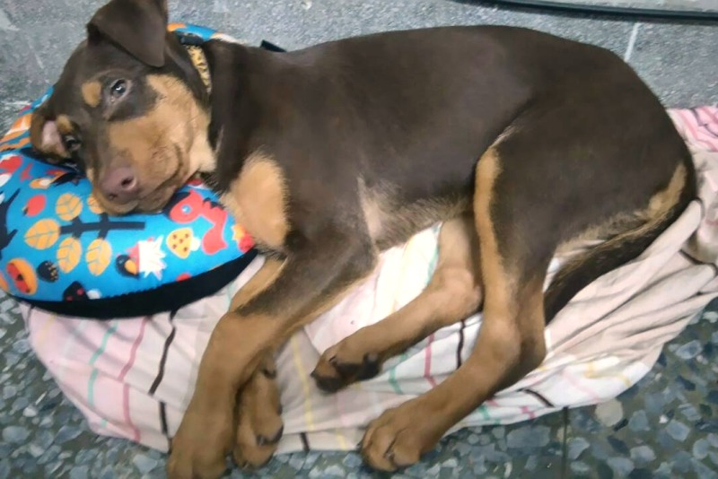 咖咖是隊員外出收狗屍時順道帶回來送養的狗兒。 台中市南屯區清潔隊/提供