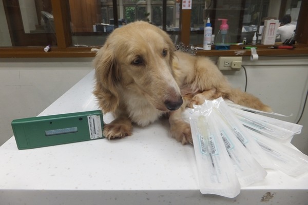 小臘腸走失一個多月後，在寵物登記的幫助下順利回家。　新北市動保處/提供