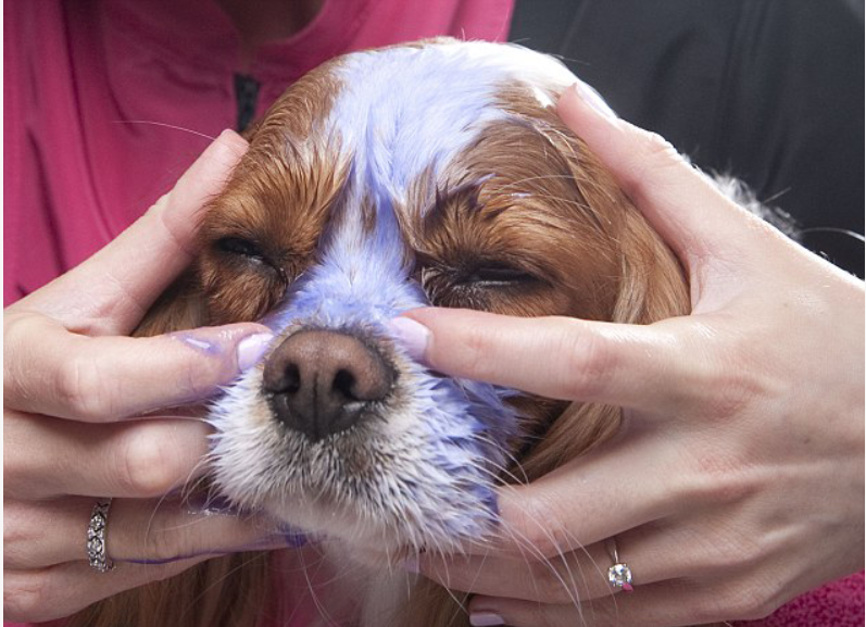 狗狗正在享受著藍莓膜面膜帶來的舒適感。取自網路