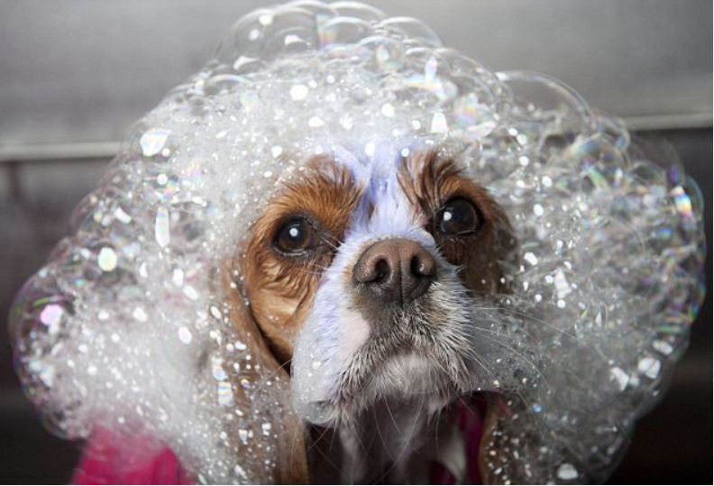 頭上滿是泡沫的狗狗，就像是戴上了一頂浴帽，模樣相當可愛。取自網路