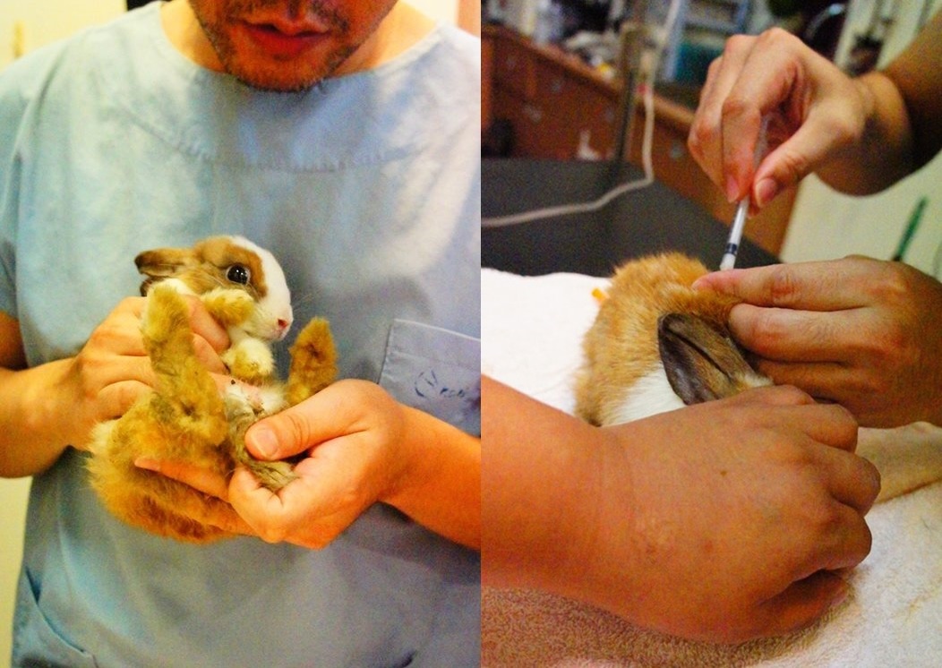 愛兔協會幫道具兔甜咪咪打點滴。 取自台灣愛兔協會