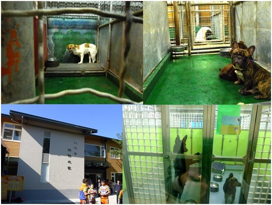 圖中上兩圖為舊動物之家，下兩圖為新動物之家外觀及內部，內部可看到新增排水系統。  何宜/ 攝