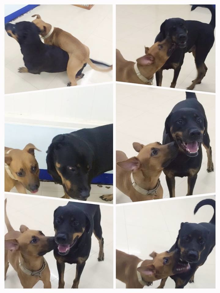 胖丁是樂透的好朋友，也是住樂透隔壁房的「鄰居」。  柔寶媽/提供