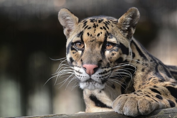 雲豹寶寶的爸爸是個憂鬱型男。 取自英國《鏡報》