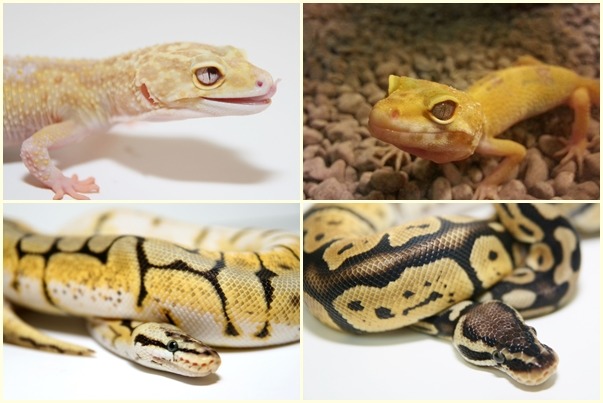 除了鳥、狗、草原巨蜥,大炮和瞳瞳還養了兩隻豹紋守宮和兩條球蟒。 藝慾/提供