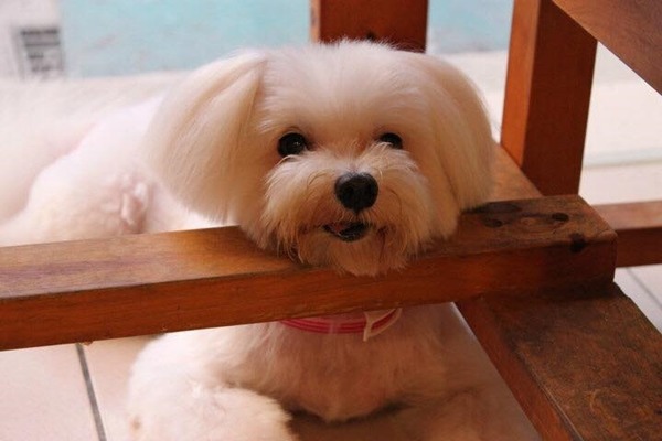 劉旻看淡生離死別,只求在有限的生命中,帶給狗兒最大的快樂。此為劉旻領養但已過世的狗兒。 劉旻/提供