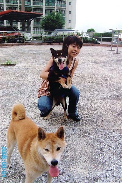 在建國橋下滯銷的黑色柴犬Rocky（上）是溫芳玲的最愛，而缺了一隻眼睛的阿諾（下）是她救援時期最長壽的狗狗，不久前才過世。　溫芳玲/提供