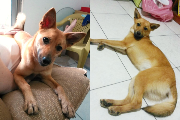 原本是膽小狗的「L」經過訓練，已經可以適應陌生環境，並在這個月中旬送養囉！  董小姐/提供