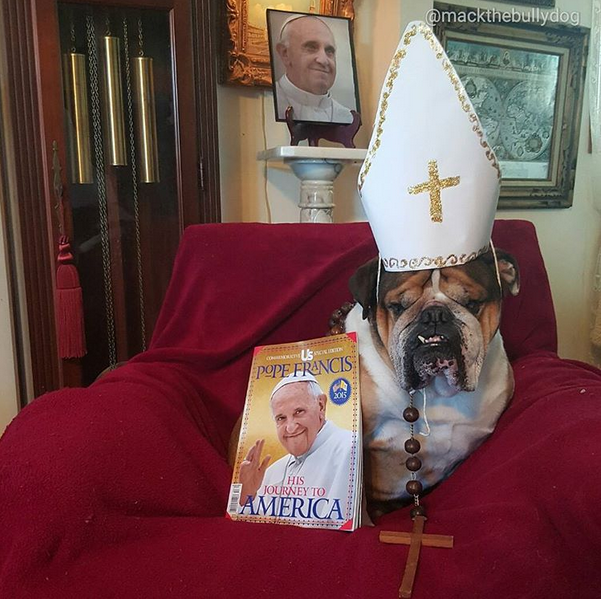 「作為一隻住在紐約的鬥牛犬，我想正式的歡迎教宗蒞臨紐約市，我會告訴你這附近最好吃的比薩餅餐廳。」　取自Instagram: mackthebullydog