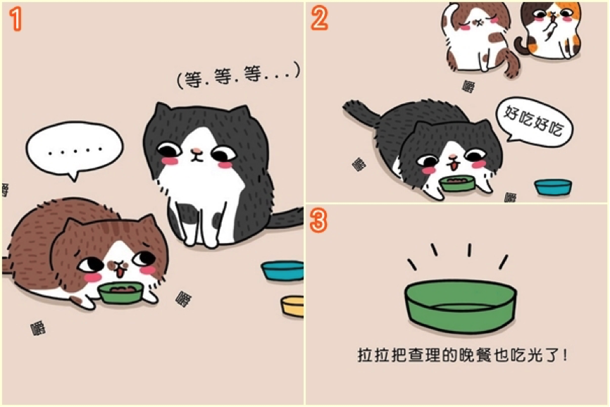 康康在漫畫中呈現貓咪不同的個性。　取自「拉查花3貓日常生活」