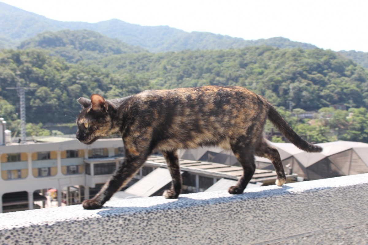 我每天都會巡視我的地盤,看到白目的入侵者就把牠趕走。 何宜/攝
