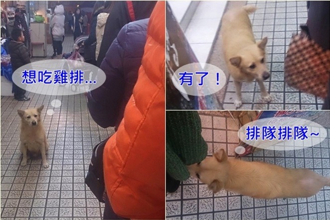 竹圍原本有隻居民一起照顧的流浪狗，也叫毛毛，深獲居民喜愛，想吃東西還知道要排隊。　帕子媽/提供
