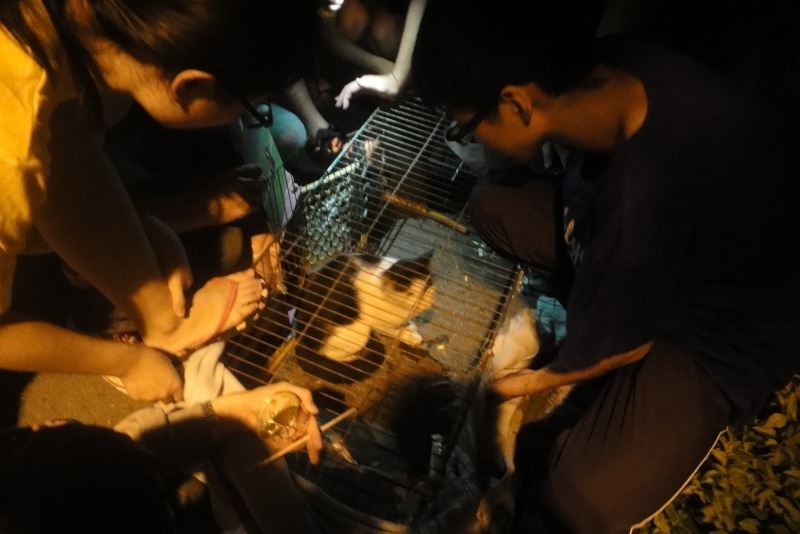 經過漫長等待，貓咪終於進籠啦！  江幸芸/攝