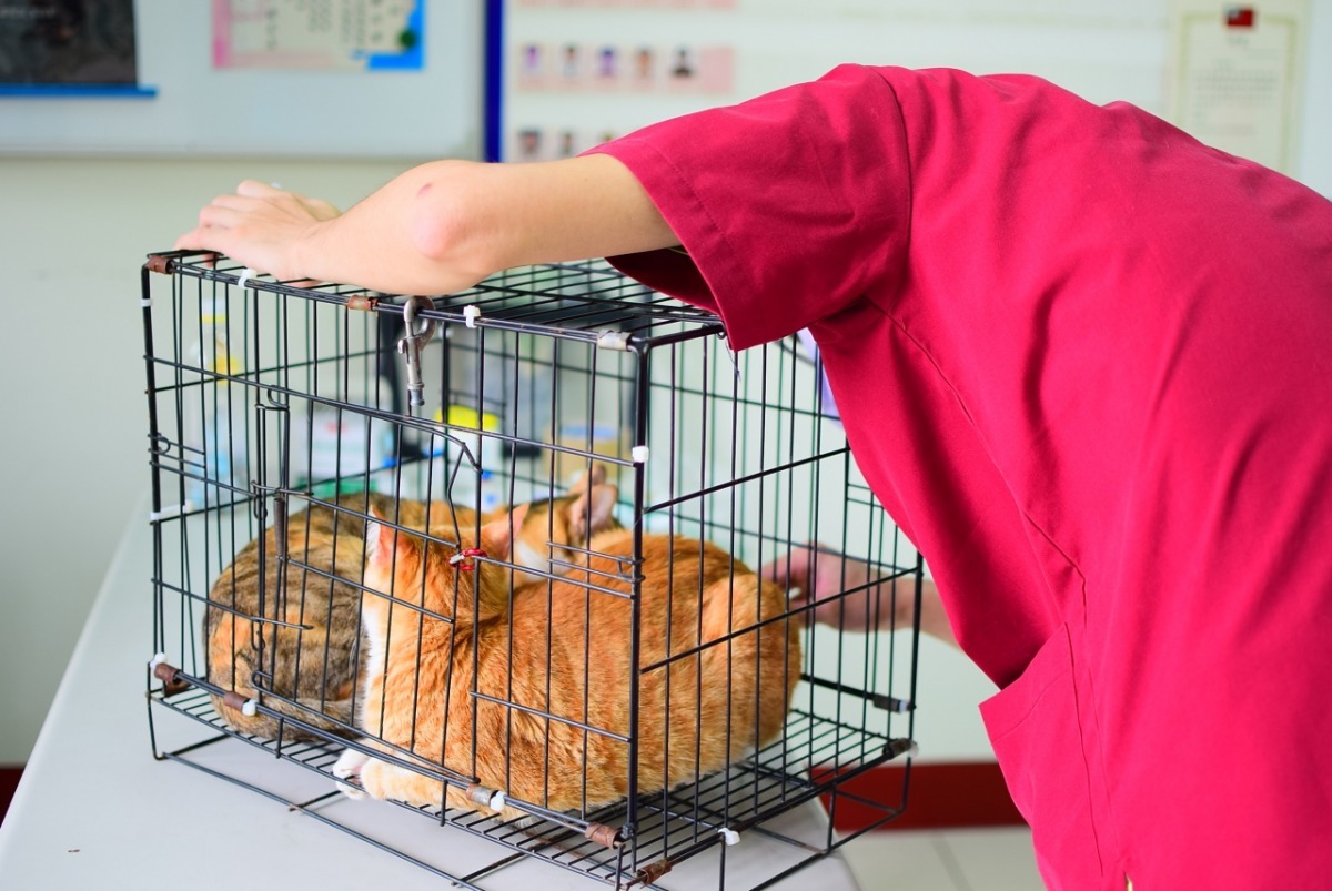 獸醫要趁貓咪不注意的時候打麻藥。  江幸芸/攝