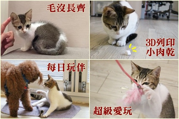 TOMOFUN領養了小貓咪Kiki，每天在辦公室和Gobi一起玩。　TOMOFUN/提供‧江幸芸/攝