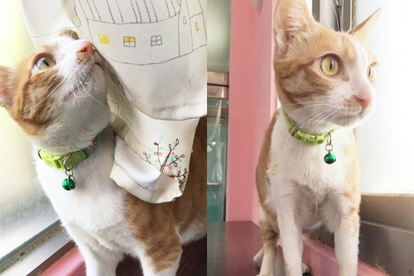 大福已經安置於台中市動物之家。 台中市動保處/提供