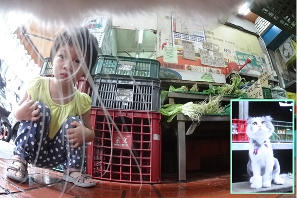 長春市場的貓咪「草草」拍下牠的里長生活。　大亦睿、三喵卡樂/提供