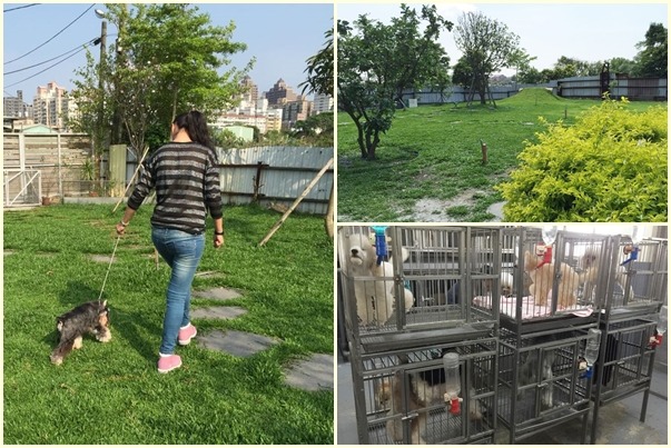 有些寵物美容學校的模特兒犬1天放風2次，放風空間很大。　劉旻/提供
