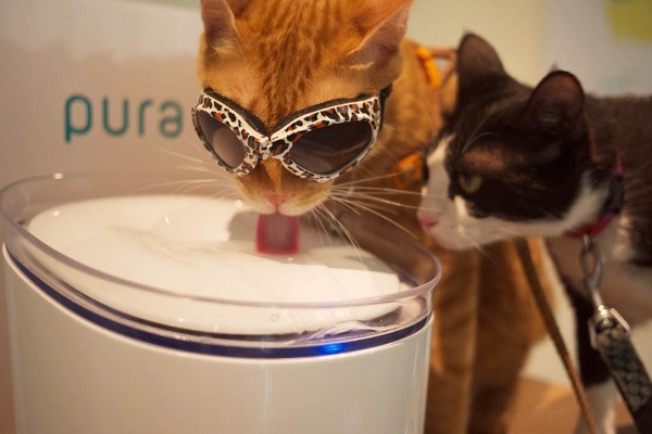 貓體工學智慧飲水器以流動的清水吸引貓咪來喝。　諾芽/提供