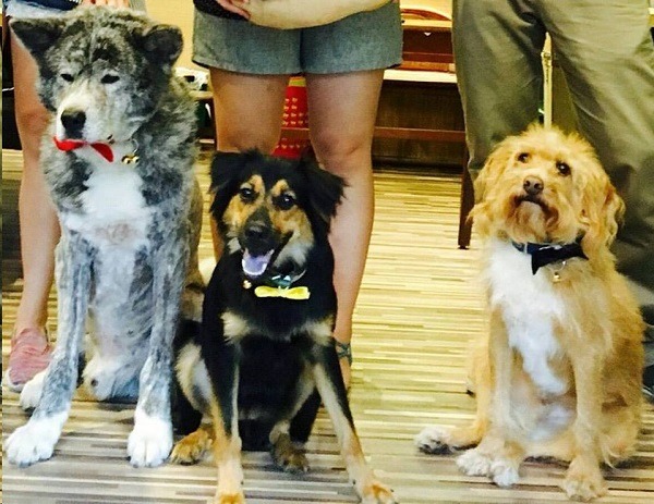 由左至右為店長灰熊、中途大仔、副店長乖仔,牠們都是收容所領養出來的狗狗。 取自攜旺cafe台中寵物餐廳&浪浪中途學校