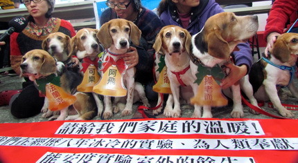 八隻被用於「藥物動力學」實驗的米格魯,由台灣動物社會研究會接手送養。 取自動社會