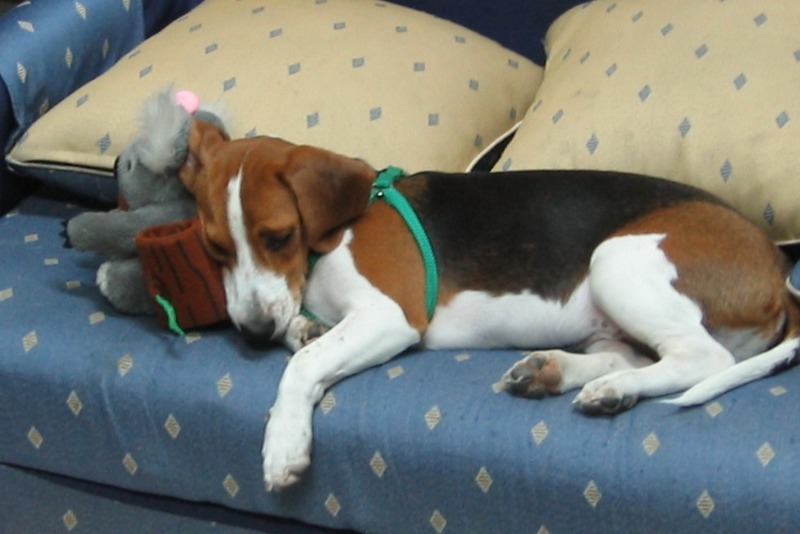 林荀龍收養的愛犬年輕時的模樣，現在已經13、14歲了。  林荀龍/提供