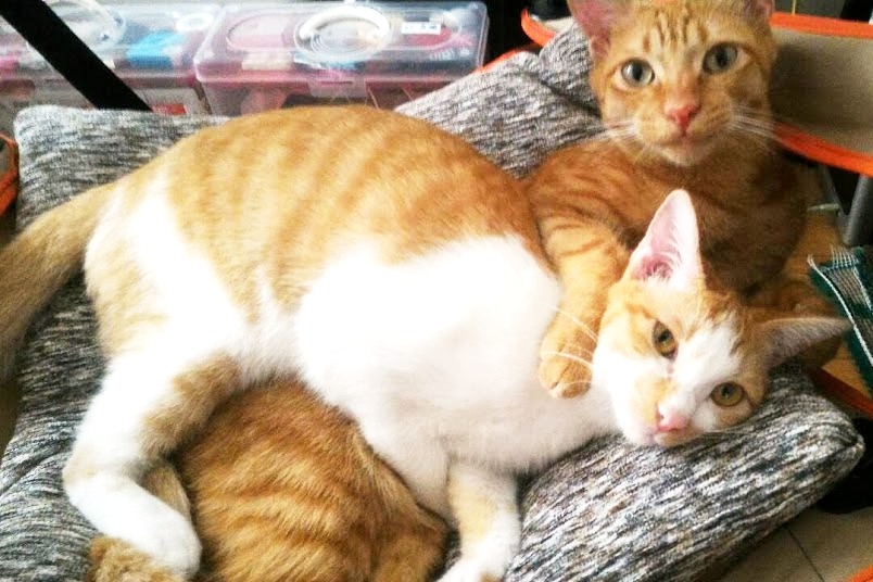 Mika和麻糬感情好。  Free Music自由音樂/提供