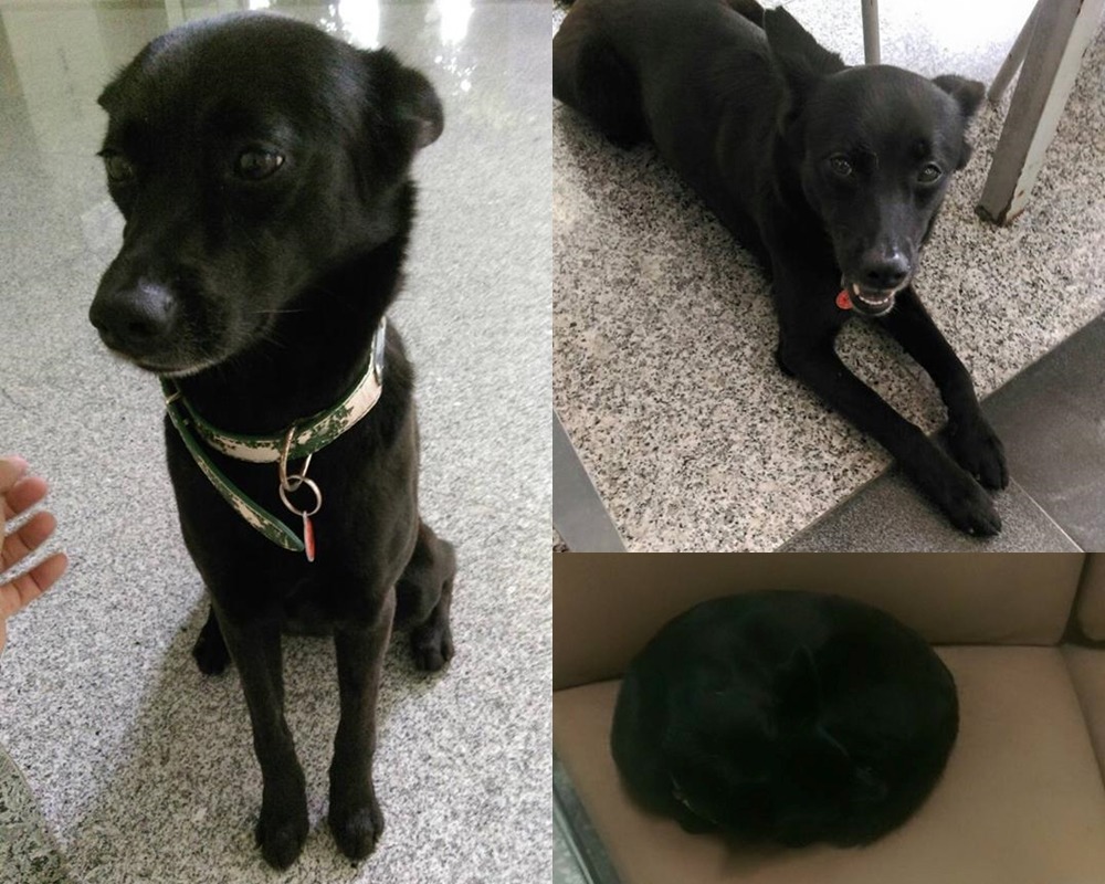 黑摸摸常乖乖趴在桌子下或在椅子上睡覺。　臺北大學愛動物社/提供