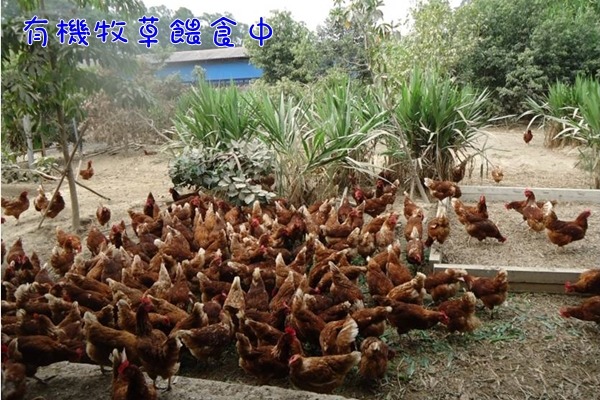 放牧雞每天都有新鮮牧草可以吃。　福壽實業/提供