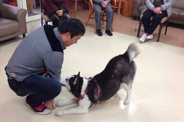 個性穩定的拿鐵考取狗醫生和治療犬的證照，在宜蘭、台北等地服務長者。　吳建興/提供