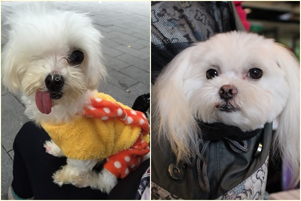 左圖是約克夏幸福園志工蓓蓓收編的Nami(蓓蓓/提供),右邊則是毛臉臉志工Juno Lin領養的馬爾濟斯,腸胃不好(江幸芸/攝)。