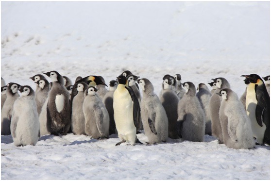 南極保育計畫若通過，將拯救企鵝等許多生物脫離滅絕危機。 中新社