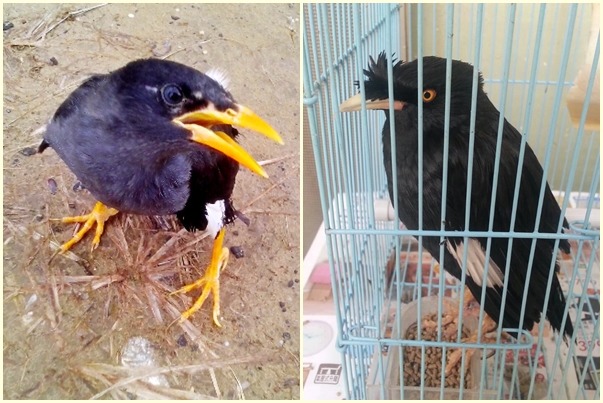 大炮和瞳瞳養了2隻八哥,左邊是小八,右邊是髒話罵不停的阿嗚。 藝慾/提供