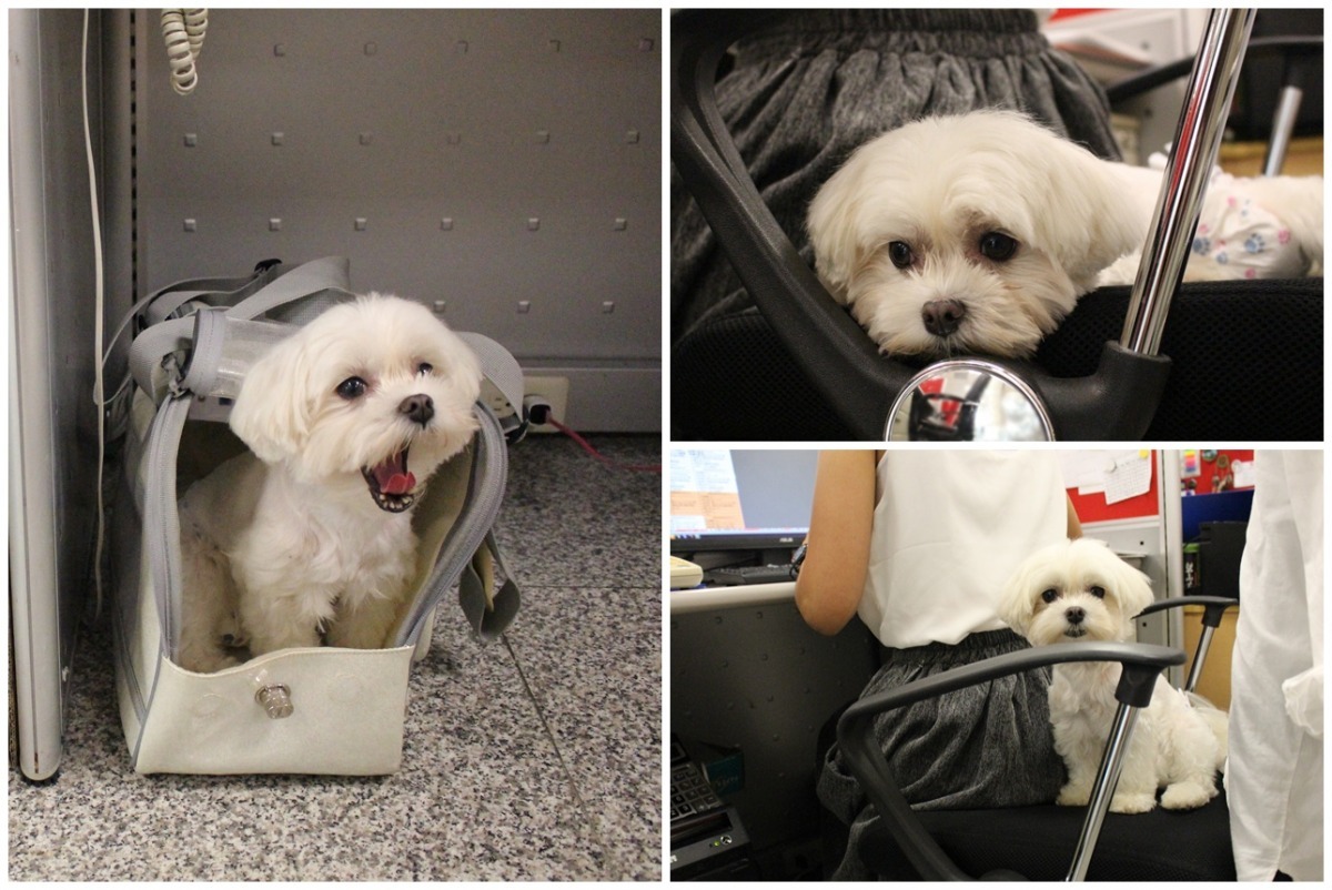 妞妞不愛吠叫又安靜，陳玉衡工作的時候牠就乖乖待在椅子上或是提袋裡，無聊時頂多打個哈欠！　黃靖雅/攝