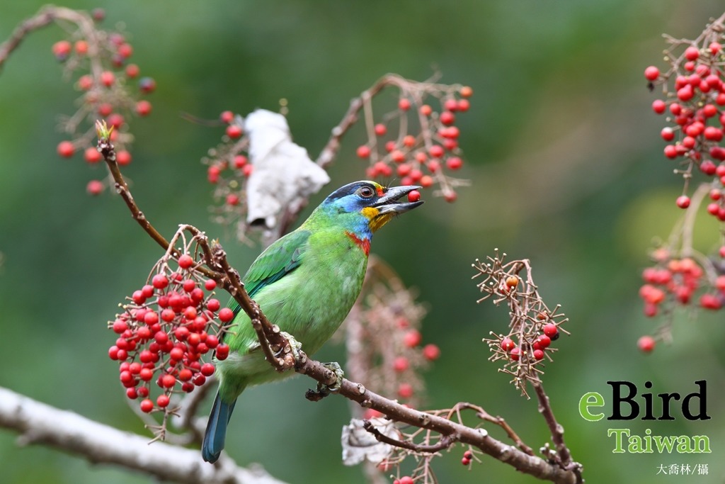 eBird之於賞鳥人，就像是Go Radar之於Pokemon GO的玩家。　取自eBird，大喬林/攝