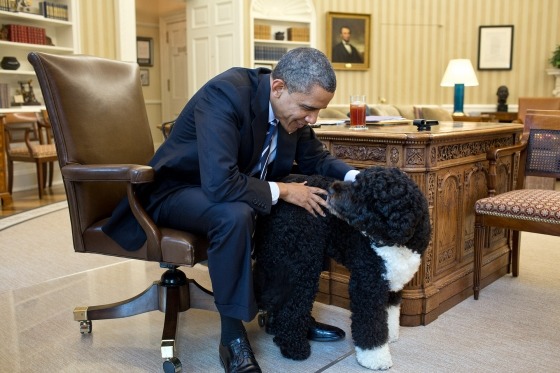 美國第一犬阿波(Bo)入住白宮，令人稱羨不已。 取自美國白宮部落格