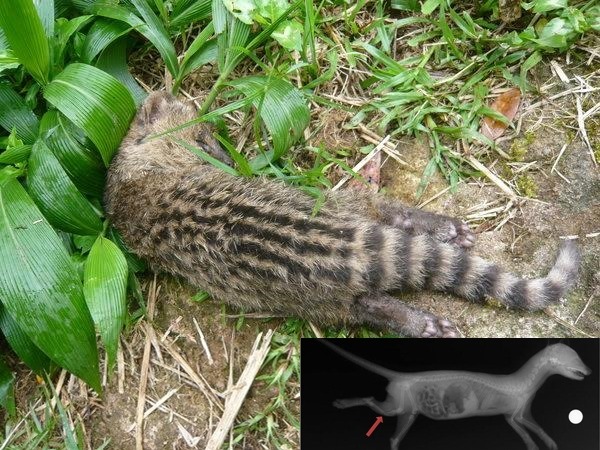 陽明山國家公園管理處尋獲被咬死的麝香貓。 陽明山國家公園管理處/提供